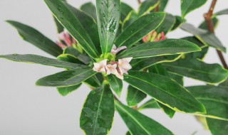 金边瑞香适合室内养殖吗(金边瑞香室外怎样养)