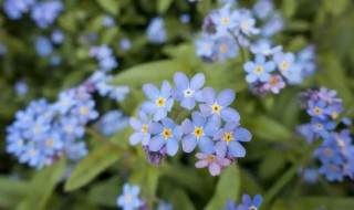 勿忘我什么时候开花(勿忘我花几月开花)