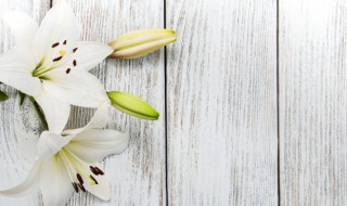 荷兰百合的养殖方法（荷兰百合种植）