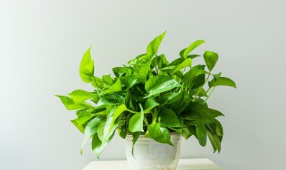 绿萝怎么水培养殖方法（绿萝水培的养殖方法）