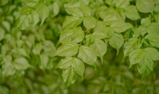 幸运树的养殖方法 幸运树的养殖方法和注意事项