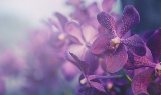 兰花如何种植方法 兰花怎样栽植