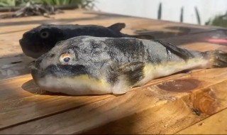 为什么人们不能直接吃河豚 为什么有人喜欢吃河豚