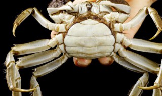 大闸蟹的清蒸方法 大闸蟹清蒸步骤