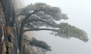 雪松的种植方法（雪松的种植和管理技术）