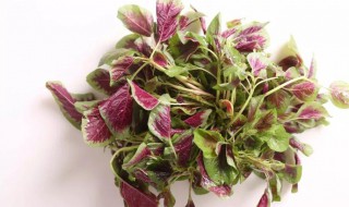 苋菜的种植方法（大圆叶红苋菜的种植方法）