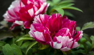 牡丹花种子种植方法和注意事项(牡丹花种子的种植方法及养护)