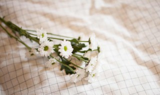 南非万寿菊的养殖方法 南非万寿菊种植时间