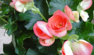 盆栽秋海棠的养殖方法 秋叶海棠的养殖方法