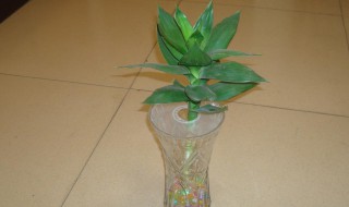 观音竹土培的养殖方法 观音竹怎样栽培