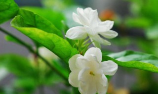 巴西茉莉的养殖方法（法国茉莉的养殖方法）