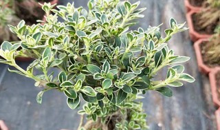 水培六月雪的养殖方法 六月雪怎么水培