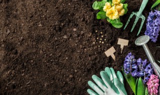 射干种植方法及时间（射干适合什么地方种植）