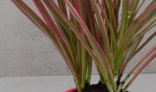 三色千年木的养殖方法 千年三色木的养护