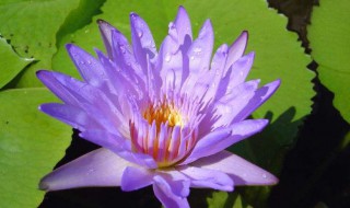 佛手莲的养殖方法（佛莲花的养殖方法）