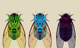 蝉的种植方法和时间 金蝉什么时候种植