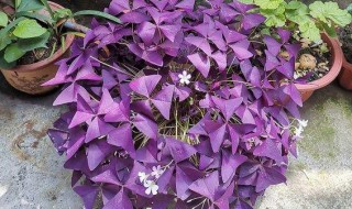 紫酱草的养殖方法 紫叶吊兰的养殖方法