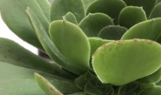 绿羊绒的养殖方法 绿羊绒用什么土养