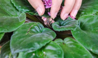 非洲堇养殖方法（非洲堇的养殖与栽培）