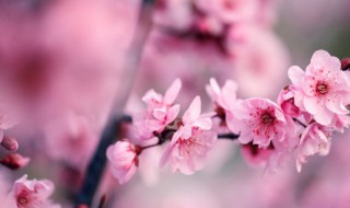 盆栽干枝梅的养殖方法（干枝梅怎样养）