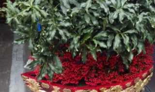 黄金万两草的养殖方法 黄金万两怎么养植