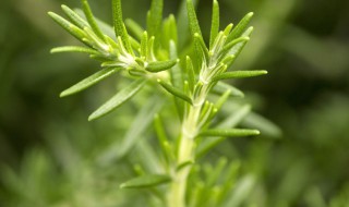 迭迭香的养殖方法（迷迭香怎么种植）