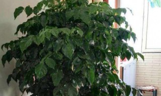 盆栽幸福树的养殖方法（幸福树盆栽怎么养殖）