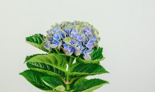 秀球花的养殖方法和注意事顶（花卉绣球的养殖方法）