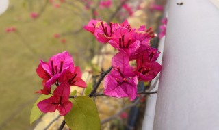 八角梅的养殖方法（八角梅的养殖方法图片）