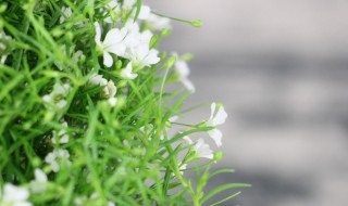 满天星盆栽种植方法 满天星盆栽种植方法和注意事项