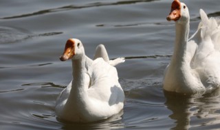 大鹅的养殖方法 大白鹅怎么养殖?