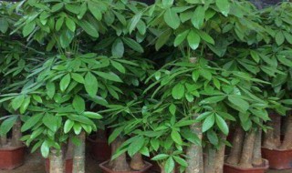 大叶发财树的养殖方法（大叶招财树的养殖方法）