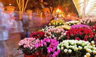 五彩叶的养殖方法 五色花怎么养殖