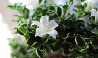 金边六月雪的养殖方法 金边六月雪的养殖方法和注意事项