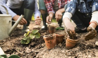 铁丝蕨的养殖方法(铁丝蕨怎么养)