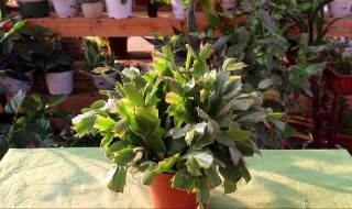 螃蟹兰的养殖方法（蟹爪兰的养殖方法和注意事项）