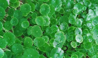 水养铜钱草的养殖方法（水培铜钱草的养殖方法和注意事项）