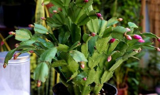 蟹脚兰的养殖方法 蟹脚兰的栽培方法