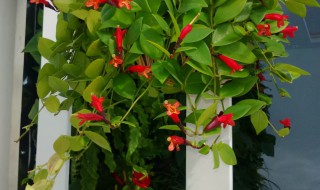 玫瑰吊兰的养殖方法(玫瑰吊兰图片养殖方法)