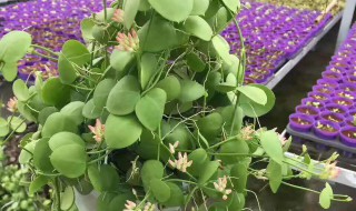 玉荷包的养殖方法 玉荷包的养殖方法和图片