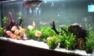 家庭凤尾鱼的养殖方法 凤尾鱼如何养殖