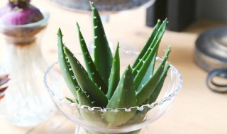 水培芦荟怎么养殖方法 水培芦荟的养殖方法