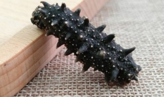 干海参泡发方法（干海参泡发方法步骤）