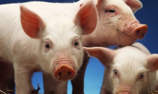 生态猪养殖方法（养猪的生态循环养殖）