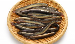 台泥鳅养殖方法 台湾泥鳅的养殖技术大全