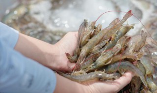南美白对虾养殖方法(南美白对虾养殖注意事项)