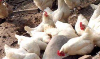 笨鸡的养殖方法 家里养的笨鸡怎么喂