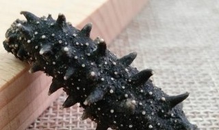 半干海参的发泡方法（半干海参的做法发泡方法）