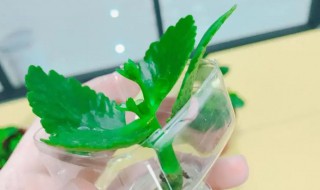 长寿花水培的养殖方法(长寿花水培方法和注意事项)