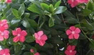 日日春的养殖方法 日日春图片及养殖方法